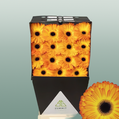 Gerbera Catwalk (15 Stems)