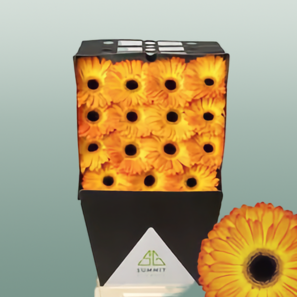 Gerbera Catwalk (15 Stems)