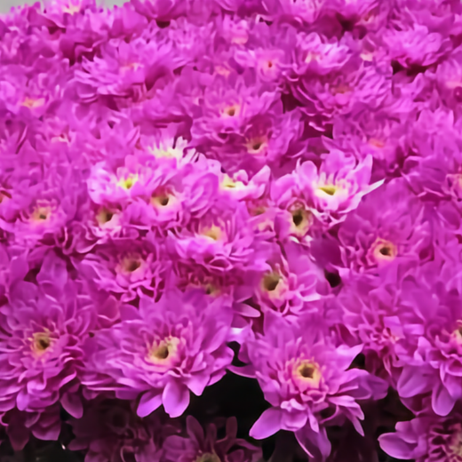 Chrysanthemum Spray Dyed Euro Cerise