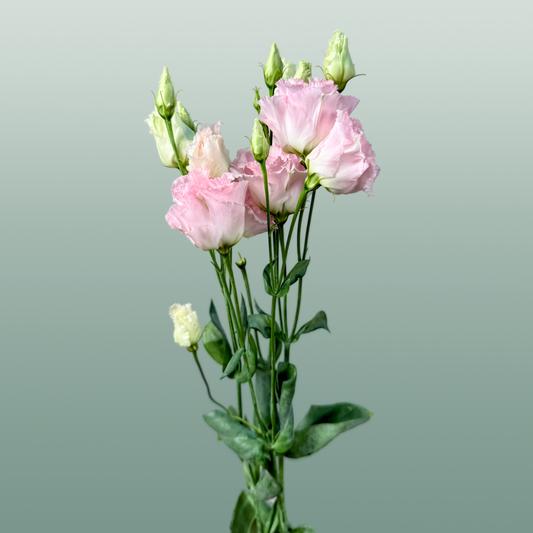 Eustoma Chac Wedding Pink