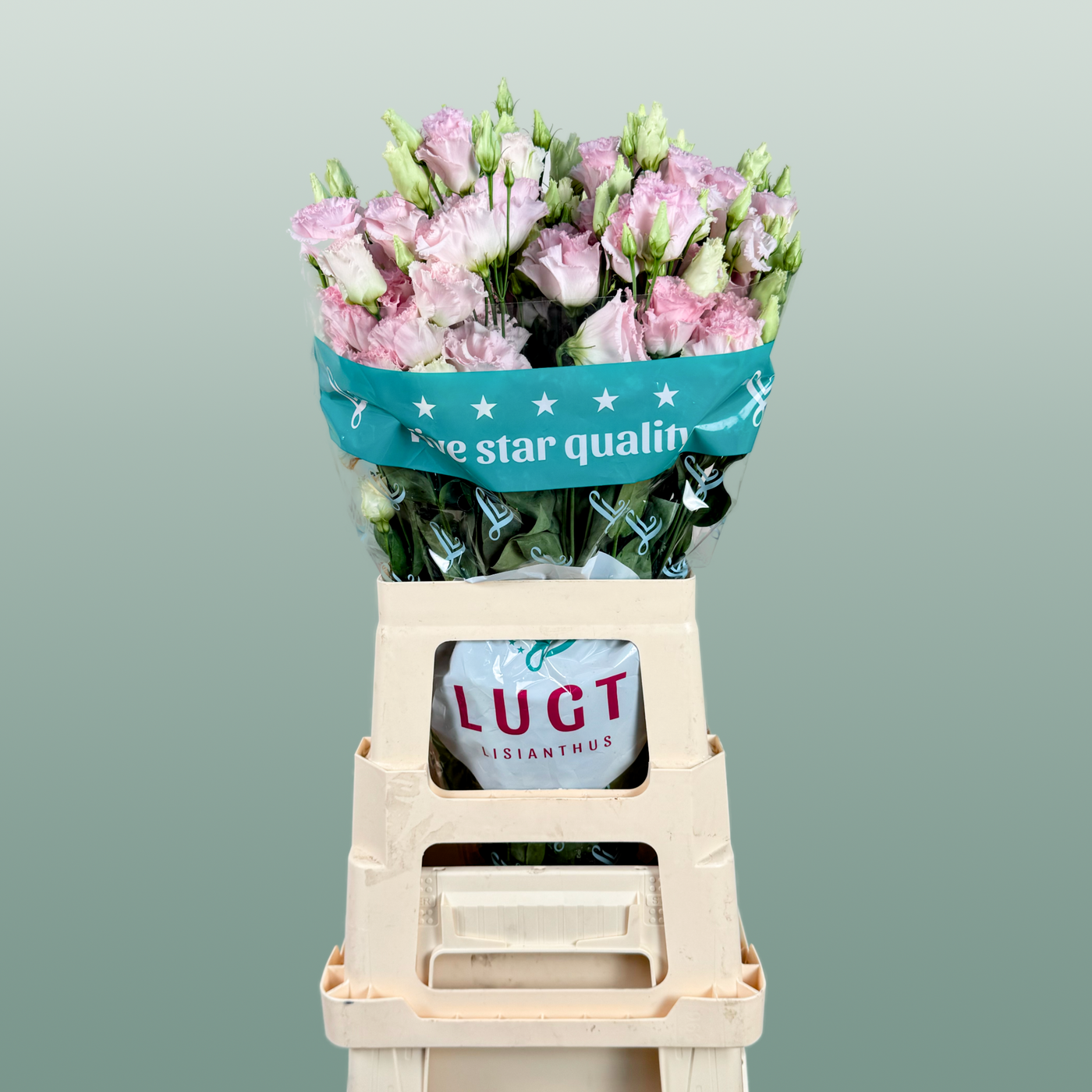Eustoma Chac Wedding Pink