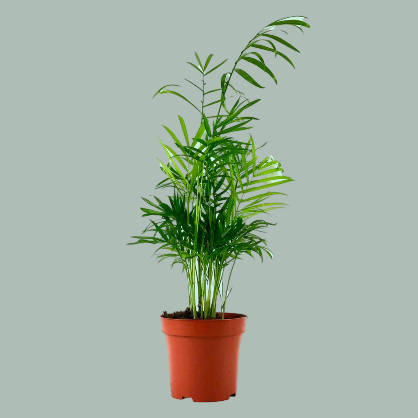 Chamaedorea elegans - 40 cm