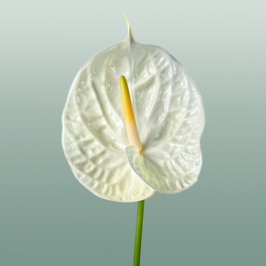 Anthurium Champagne