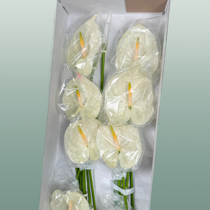 Anthurium Champagne