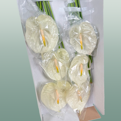 Anthurium Champagne