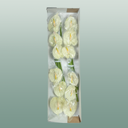 Anthurium Champagne