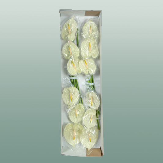 Anthurium Champagne
