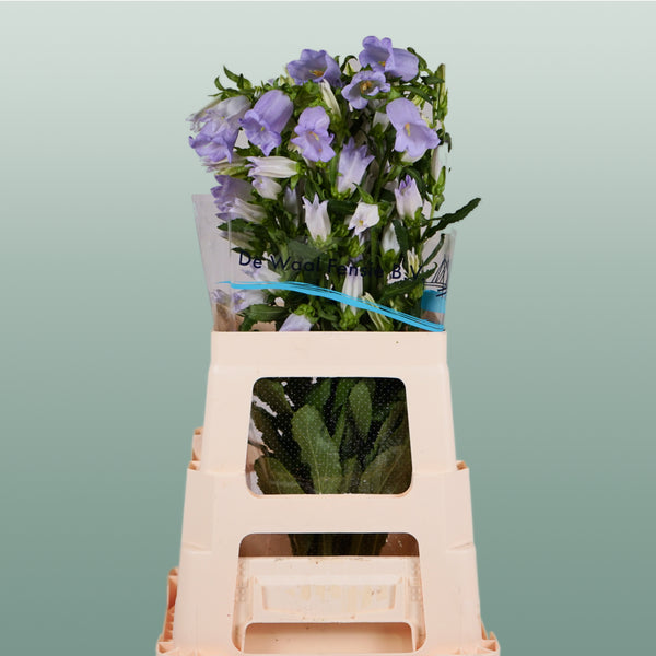 Bellflower Champion Lilac (10 Stems)