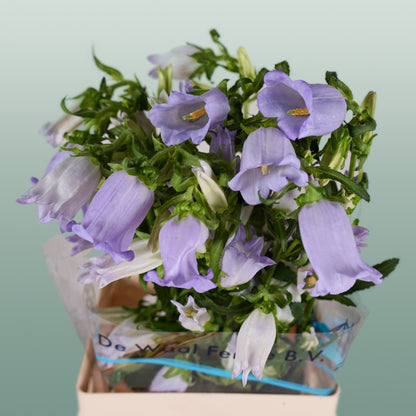 Bellflower Champion Lilac (10 Stems)