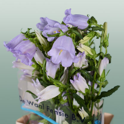 Bellflower Champion Lilac (10 Stems)