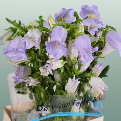 Bellflower Champion Lilac (10 Stems)