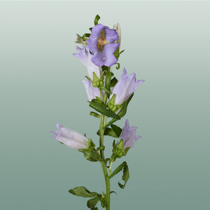Bellflower Champion Lilac (10 Stems)