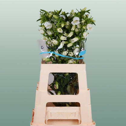 Bellflower Champion White (10 Stems)