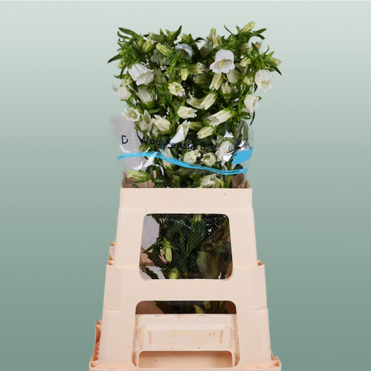 Bellflower - Campanula - Champion White