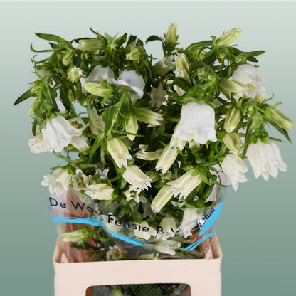Bellflower Champion White (10 Stems)