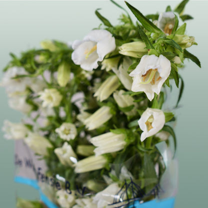 Bellflower Champion White (10 Stems)