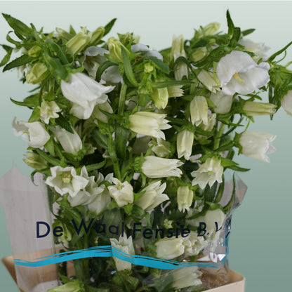 Bellflower Champion White (10 Stems)