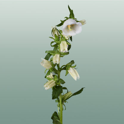 Bellflower Champion White (10 Stems)