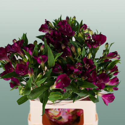 Alstroemeria Charmelia Purplex (10 Stems)