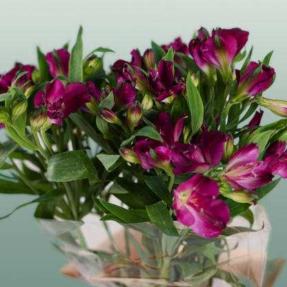 Alstroemeria Charmelia Purplex (10 Stems)