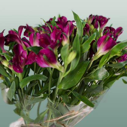 Alstroemeria Charmelia Purplex (10 Stems)