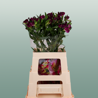 Alstroemeria Charmelia Purplex (10 Stems)
