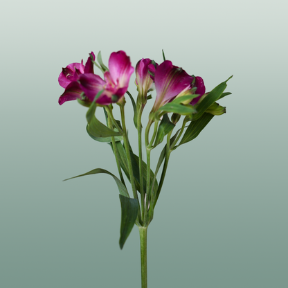 Alstroemeria Charmelia Purplex (10 Stems)