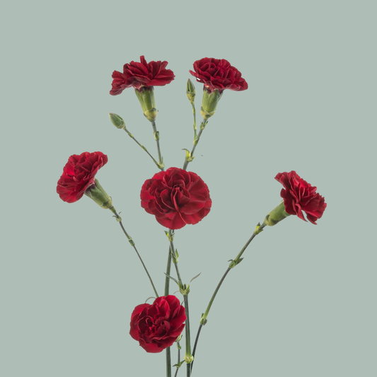 Carnation Spray Chateau (20 Stems)