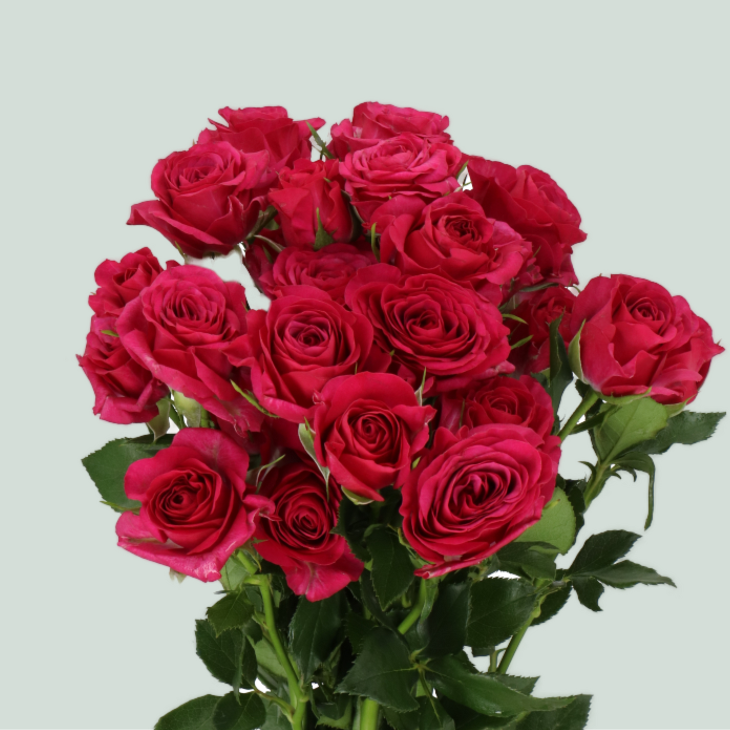 Spray Rose Cheyenne (10 Stems)