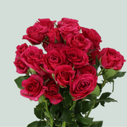 Spray Rose - Rosa - Cheyenne