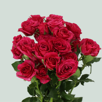 Spray Rose - Rosa - Cheyenne