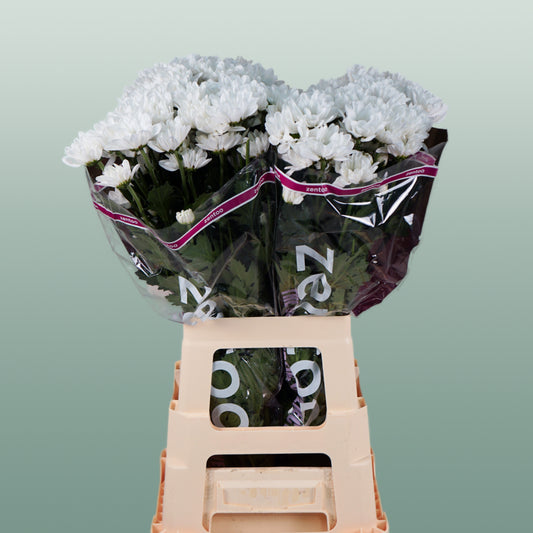 Chrysanthemum Spray Chic White (20 Stems)