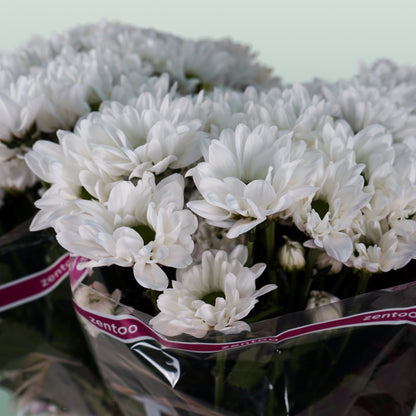 Chrysanthemum Spray Chic