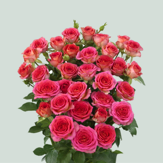 Spray Rose Chimo (10 Stems)