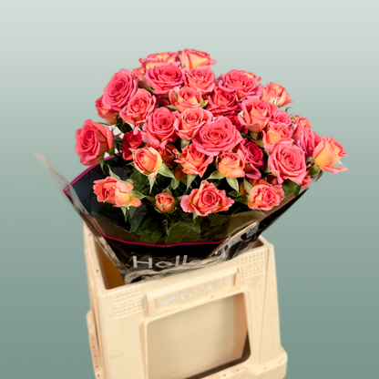 Spray Rose Chimo