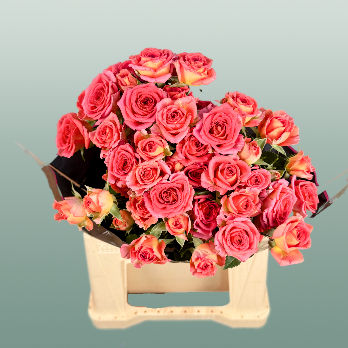 Spray Rose Chimo