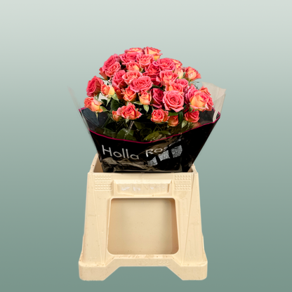 Spray Rose Chimo