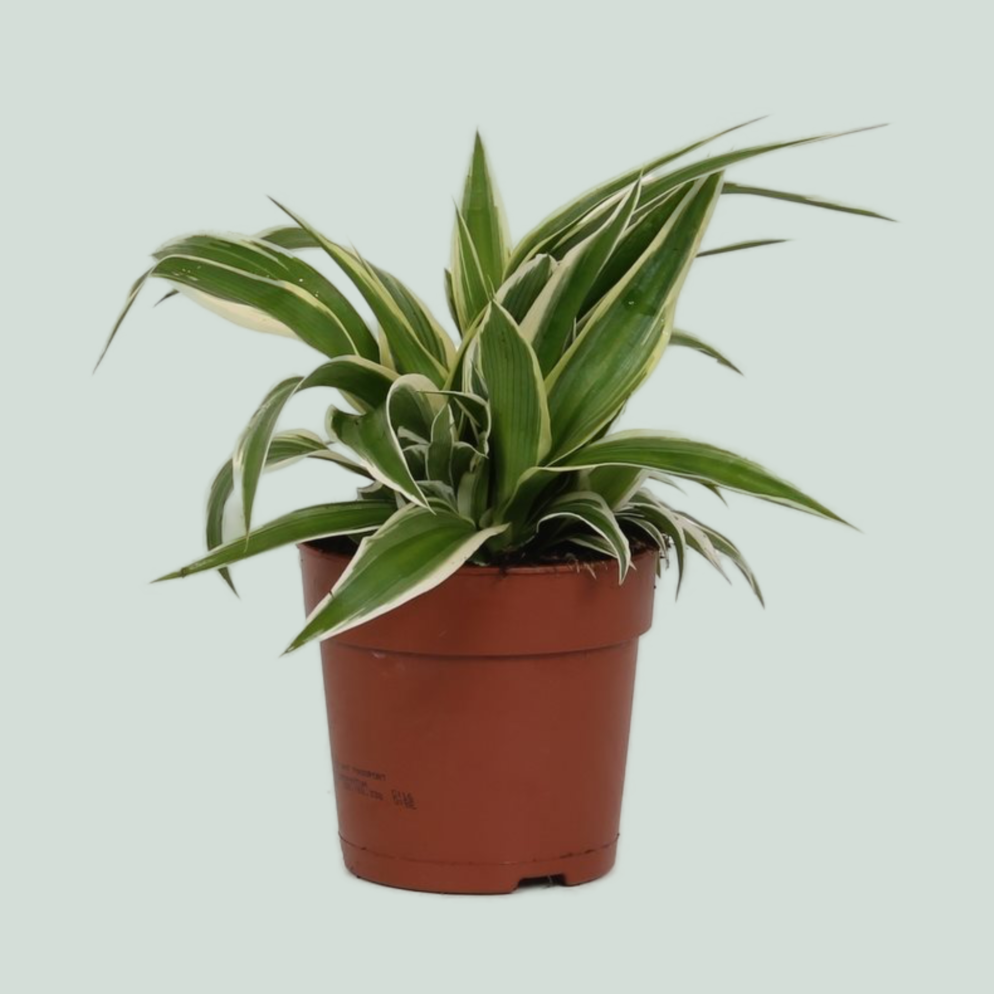 irish indoor plants Chlorophytum Irish