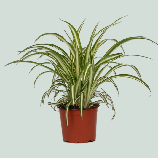 Chlorophytum Variegatum - 25cm