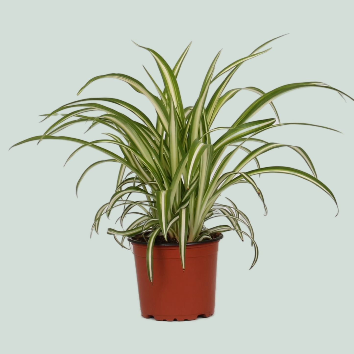 Chlorophytum Variegatum - 35cm