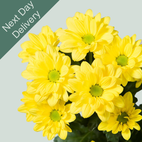 Chrysanthemum Spray Celebrate - 20 Stems (Next Day)