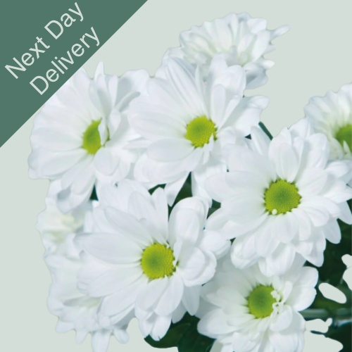 Chrysanthemum Spray Chic White - 20 Stems (Next Day)