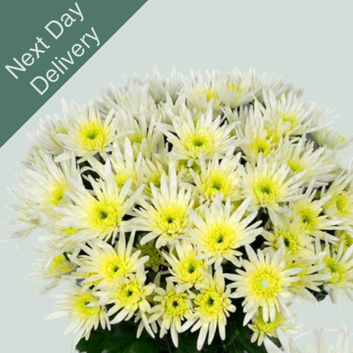 Chrysanthemum Spray Delianne White - 20 Stems (Next Day)