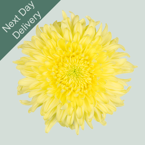 Chrysanthemum G Magnum Yellow - 10 Stems (Next Day)