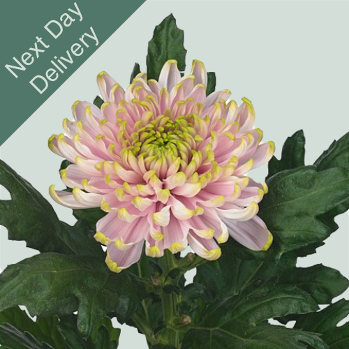 Chrysanthemum G Rossano Charlotte - 10 Stems (Next Day)