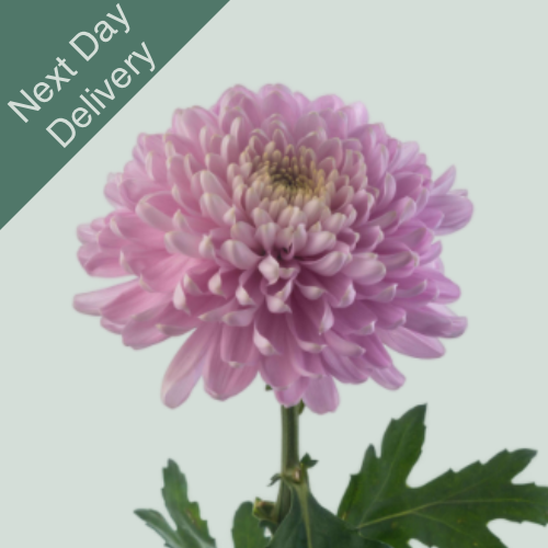 Chrysanthemum G Rossano - 10 Stems (next Day)