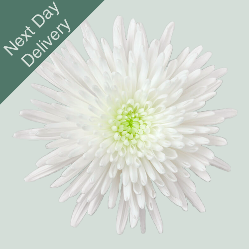 Chrysanthemum G Topspin - 10 Stems (Next Day)
