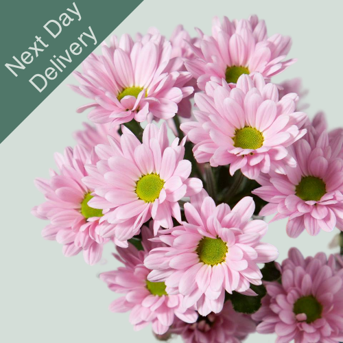 Chrysanthemum Spray Katinka - 20 Stems (Next Day