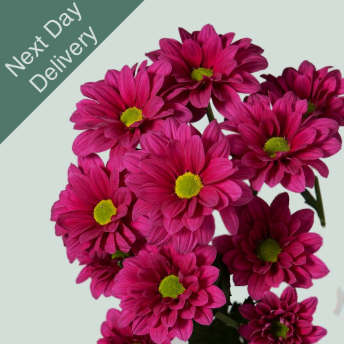 Chrysanthemum Spray Purple Star - 20 Stems (Next Day)