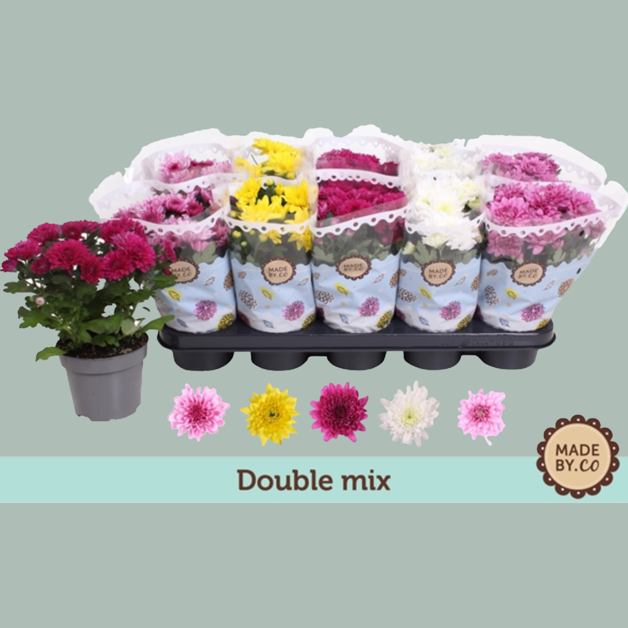 PL Chrysanthemum Double mix - (10 Plants)